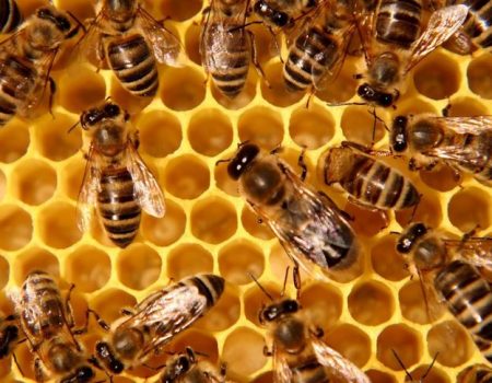 Busy bees enjoy the wintertime warm-up in St_ Louis